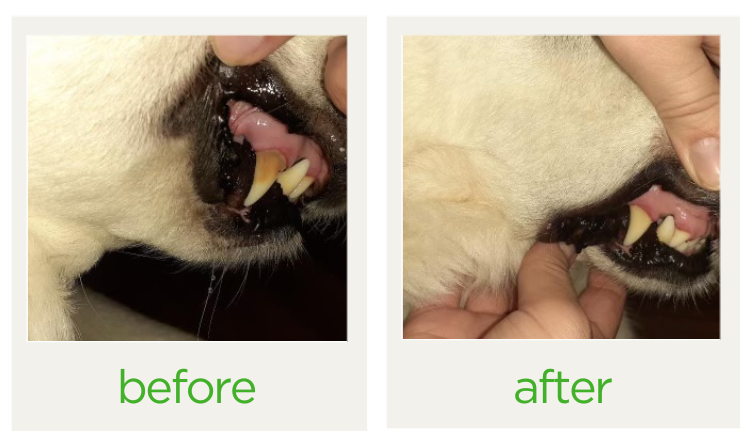 kenzie dog teeth before and after