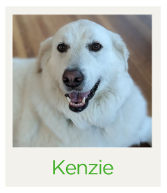 Great Pyrenees Kenzie is all smiles after her first trip to the dentist